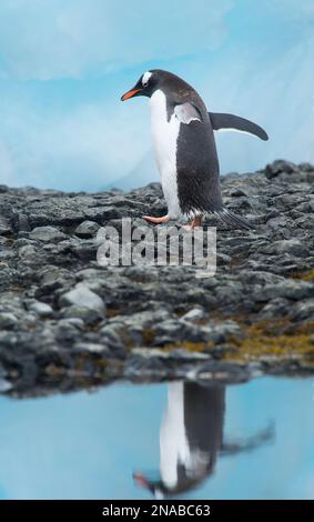 Gentoo-Pinguin (Pygoscelis papua) spaziert an der felsigen Küste zwischen großen Blöcken blauen Eises; Antarktis Stockfoto