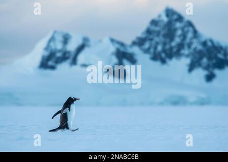 Gentoo-Pinguin (Pygoscelis papua) spaziert über das Eis in der Wilhelmina Bay; Antarktis Stockfoto