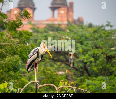 Ein selektiver Fokus auf einen gemalten Storch, der auf einem Baum ruht Stockfoto