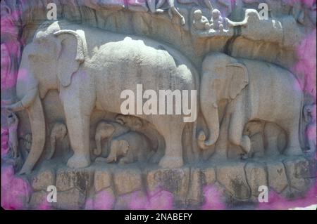 Der Ufertempel ist ein Komplex aus Tempeln und Schreinen mit Blick auf die Küste der Bucht von Bengal. Es befindet sich in Mahabalipuram, etwa 60 km südlich von Chennai in Tamil Nadu, Indien. Es ist ein baulicher Tempel, erbaut aus Granitblöcken aus dem 8. Jahrhundert n. Chr. Die Stätte verfügt über 40 antike Denkmäler und Hindu-Tempel, darunter die Abfahrt des Ganges oder Arjuna's Penance – eines der größten Freiluft-Felsgestein der Welt. Die Anlage besteht aus drei separaten Schreinen: Zwei dem gott Shiva gewidmet und einer Vishnu. Stockfoto