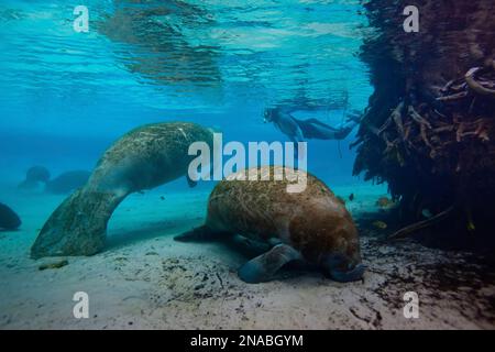 Ein Schnorchler schwimmt in der Nähe von vier westindischen Seekühen. Stockfoto