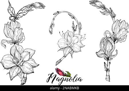 Ein Set von Vektorblüten-Arrangements mit Magnolienblüten. Zarte romantische grafische Magnolien. Stock Vektor