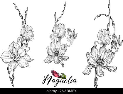 Ein Set von Vektorblüten-Arrangements mit Magnolienblüten. Zarte romantische grafische Magnolien. Stock Vektor