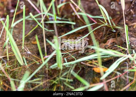 Maskarengrasfrosch (Ptychadena mascareniensis) oder Maskarenfrosch, endemische Froscharten der Familie Ptychadenidae. Ambalavao, Andringitr Stockfoto