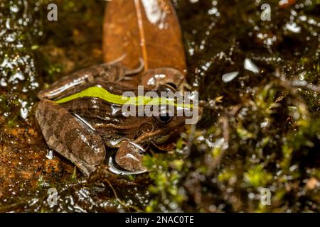 Maskarengrasfrosch (Ptychadena mascareniensis) oder Maskarenfrosch, endemische Froscharten der Familie Ptychadenidae. Ambalavao, Andringitr Stockfoto