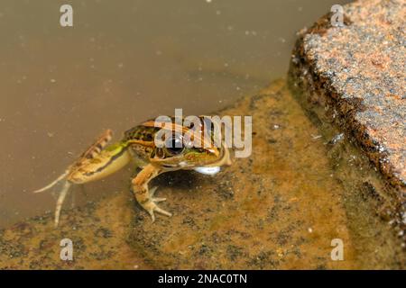 Maskarengrasfrosch (Ptychadena mascareniensis) oder Maskarenfrosch, endemische Froscharten der Familie Ptychadenidae. Ambalavao, Andringitr Stockfoto