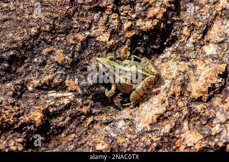 Maskarengrasfrosch (Ptychadena mascareniensis) oder Maskarenfrosch, endemische Froscharten der Familie Ptychadenidae. Ambalavao, Andringitr Stockfoto