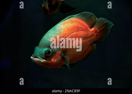 Leuchtend rote und blaue astronotus fischen tief im dunklen Meerwasser. Wilde Tiere in der Natur Stockfoto