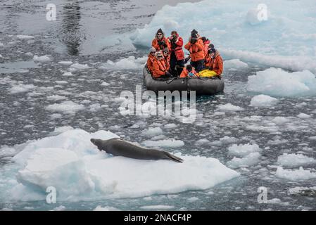 Besucher der Cierva Cove in der Antarktis, Teil von Graham Land auf der antarktischen Halbinsel, sehen einen Leopardenseehund (Hydrurga leptonyx) auf einem Eissplitter Stockfoto