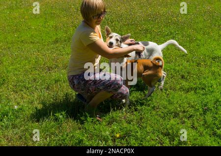 Zwei Hunde (basenji und Mischrasse 1) greifen eine Frau an, während sie draußen spielt.Frau mit kurzem Seil Stockfoto