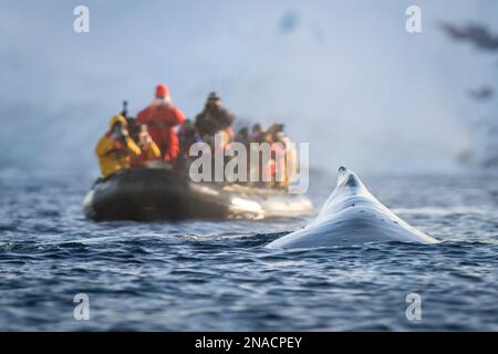 Ein Buckelwal taucht direkt vor einem aufblasbaren Boot auf, in dem Fotografen bunte Jacken tragen und Kameras tragen. Der Wal Stockfoto