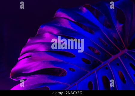 Monstera Blatt in blauem Neonlicht Nahaufnahme Stockfoto