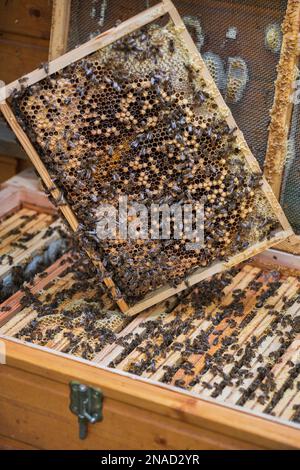 Offener Bienenstock mit Reihenrahmen und einem Brutrahmen mit Honigbienen, die zur Inspektion herausgenommen wurden. Stockfoto