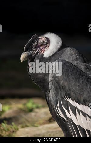 Das Andenkondor-Porträt (Vultur gryphus), südamerikanischer Kathardengeier in der Familie Cathartidae, größter Vogel der Welt, einheimische Region: Und Stockfoto