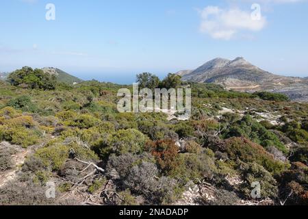 Blick über die Berge auf Ikaria vom Randi-Wald, einem der ältesten verbliebenen Holm Oak-Wälder im Mittelmeer Stockfoto