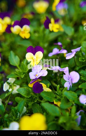 Verschiedene Farben Blütenblätter der Blumen im Garten. Stockfoto