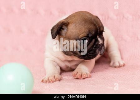 Der süße kleine Welpe des französischen Bulldoggen-Zuchthunds ist müde und will nicht spielen Stockfoto