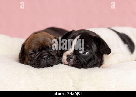 Zwei süße Welpen französischer Bulldogge, die auf einer Pelzdecke liegen. PET-Porträt Stockfoto