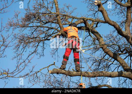 Ashingdon Road, Rochford, Southend on Sea, Essex, Großbritannien. 13. Februar 2023. Die Demonstranten haben versucht, eine alte Eiche vor dem Fällen zu schützen, um Platz für den Zugang zu einem 662-Immobilien-Wohnungsbau von Bloor Homes zu schaffen. Nach einer langen Wahlkampfphase wurde die Erlaubnis erteilt, heute mit der Entfernung des holt Farm Eiche Tree zu beginnen. Die Demonstranten hatten den Baum umstellt, wobei einer in den Ästen kampierte, haben jedoch beschlossen, in Frieden zu protestieren, nachdem gegen sie ein Verfahren vor dem Obersten Gerichtshof anhängig war. Sie glauben, der rat habe es vermieden, Alternativen zu erörtern Stockfoto