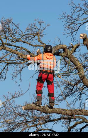 Ashingdon Road, Rochford, Southend on Sea, Essex, Großbritannien. 13. Februar 2023. Die Demonstranten haben versucht, eine alte Eiche vor dem Fällen zu schützen, um Platz für den Zugang zu einem 662-Immobilien-Wohnungsbau von Bloor Homes zu schaffen. Nach einer langen Wahlkampfphase wurde die Erlaubnis erteilt, heute mit der Entfernung des holt Farm Eiche Tree zu beginnen. Die Demonstranten hatten den Baum umstellt, wobei einer in den Ästen kampierte, haben jedoch beschlossen, in Frieden zu protestieren, nachdem gegen sie ein Verfahren vor dem Obersten Gerichtshof anhängig war. Sie glauben, der rat habe es vermieden, Alternativen zu erörtern Stockfoto