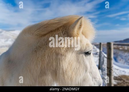 Ein majestätisches weißes Pferd steht allein in einer schneebedeckten Ebene Stockfoto