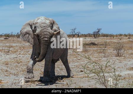 Ein afrikanischer Elefant schlängelt sich durch die trockene Landschaft der afrikanischen Savanne in Richtung einer üppigen Vegetationsoase Stockfoto