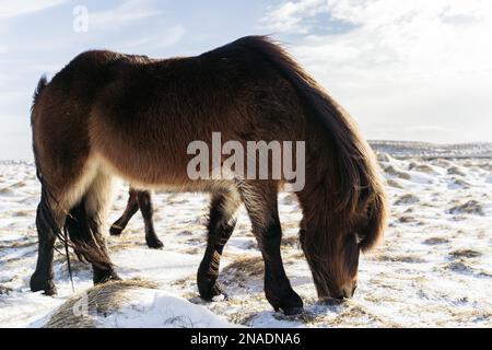 Zwei majestätische Pferde auf einem schneebedeckten Grasfeld, die friedlich weiden Stockfoto