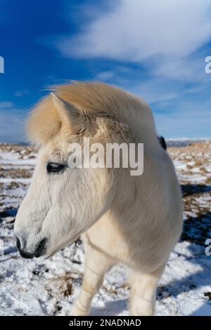 Ein majestätisches weißes Pferd steht in der schneebedeckten Landschaft, umgeben von friedlicher Natur Stockfoto