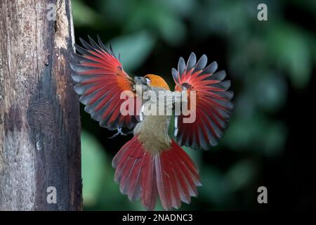 Rotschwanz-Laughingthrush im Flug Stockfoto