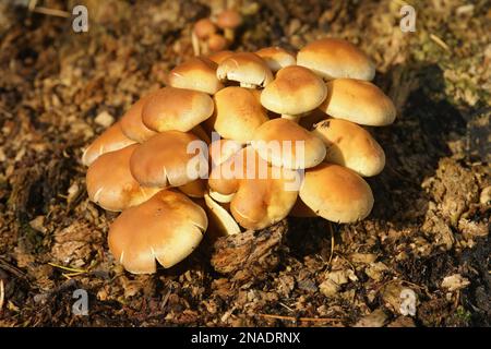 Natürliche Nahaufnahme auf einer Ansammlung gelber orangefarbener Schwefel-Tuft-Pilze, Hypholoma fascicular auf dem Waldboden Stockfoto
