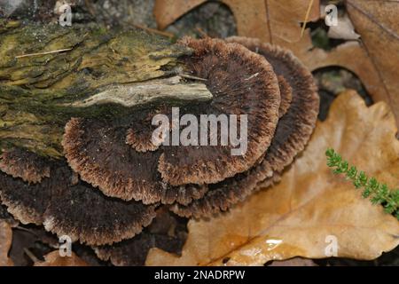 Natürliche Nahaufnahme auf einem braunen Fruchtkörper des Erdfan-Pilzes, Thelephora terrestris, auf dem Waldboden Stockfoto