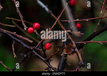 Pyracantha Coccinea Scharlach feuerdorn Zierstrauch, orangefarbene Obstgruppe hängt an Herbststrauch, grüne Blätter. Nahaufnahme. Stockfoto