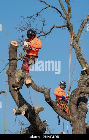 Ashingdon Road, Rochford, Southend on Sea, Essex, Großbritannien. 13. Februar 2023. Die Demonstranten haben versucht, eine alte Eiche vor dem Fällen zu schützen, um Platz für den Zugang zu einem 662-Immobilien-Wohnungsbau von Bloor Homes zu schaffen. Nach einer langen Wahlkampfphase wurde die Erlaubnis erteilt, heute mit der Entfernung des holt Farm Eiche Tree zu beginnen. Die Demonstranten hatten den Baum umstellt, wobei einer in den Ästen kampierte, haben jedoch beschlossen, in Frieden zu protestieren, nachdem gegen sie ein Verfahren vor dem Obersten Gerichtshof anhängig war. Sie glauben, der rat habe es vermieden, Alternativen zu erörtern. Stockfoto