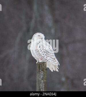 Weibliche Schneeeule, hoch oben auf dem Zaunpfahl am Wintertag in Kanada. Stockfoto