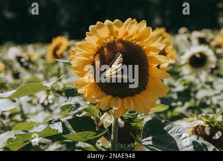Monarch Butterfly auf Teddy Bear Sunflower auf der Sunflower Farm Stockfoto