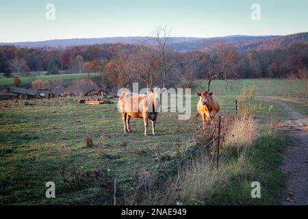 Kühe auf einer Weide mit verrosteten landwirtschaftlichen Geräten und Berge im Herbst Stockfoto