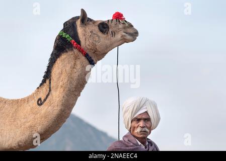 Kamelhändler steht mit seinem Kamel für die Pushkar Kamelmesse, Pushkar, Rajasthan, Indien Stockfoto