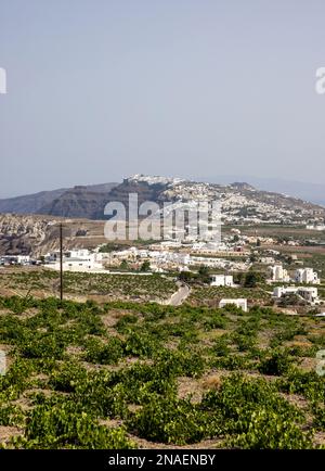 Assyrtiko - einheimische Weintraube auf dem Weinhof auf der Insel Santorini, Griechenland Stockfoto