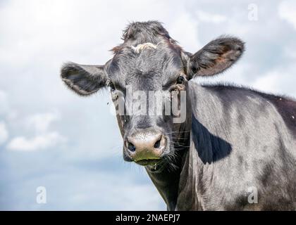 Schwarzes Kuhgesicht, mittelgroße Frontansicht, blauer Hintergrund, eine glänzende und attraktive Schönheit Stockfoto