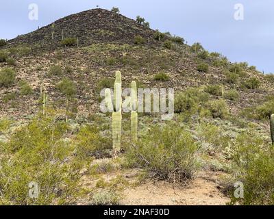 Die saguaro-Kakteen an der Seite eines üppigen Berges bedeckt von Sträuchern in Phoenix, Arizona, USA Stockfoto