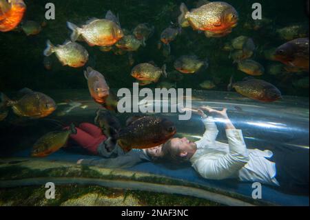 Touristen krabbeln durch einen Tunnel im rothauchigen Piranha-Tank (Pygocentrus nattereri) im Zoo von Houston; Houston, Texas, USA Stockfoto