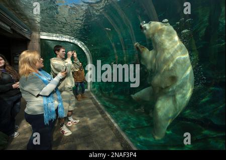 Eine Ausstellung im Zoo and Aquarium in Columbus, Ohio, zeigt die Beobachtung von Eisbären (Ursus maritimus) unter Wasser Stockfoto