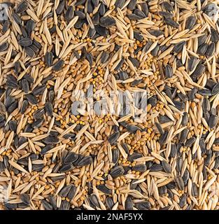 Getreidemischung für Vögel und Nagetiere, Textur des Hintergrunds, enthält Sonnenblumenkerne, Hirse, Hafer und Weizen, Nahaufnahme Stockfoto