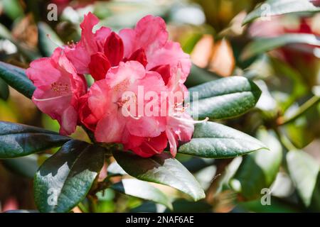 Rhododendron Fantastica, immergrüner Strauch, wellige Kanten, rosa Blumen, weißer Hals, Tiefrosa Ränder Stockfoto
