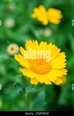 Glebionis segetum, Mais-Ringelblume, Chrysanthemum segetum, jährlich, gelbblütige „Tagesblume“ Stockfoto