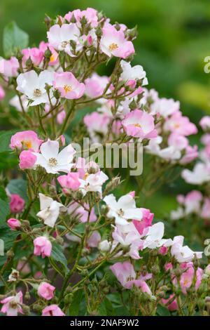 Rosa Ballerina, Rose Ballerina, Strauchblüten aus sanftem Blütenrosa, weiße Zentren, goldene Sträucher Stockfoto