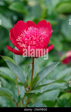 Paeonia lactiflora Hari-ai-nin, Pfingstrosen Hari-ai-nin, ganzjährig, tiefrote Blüten, Staminode mit gelber Spitze Stockfoto