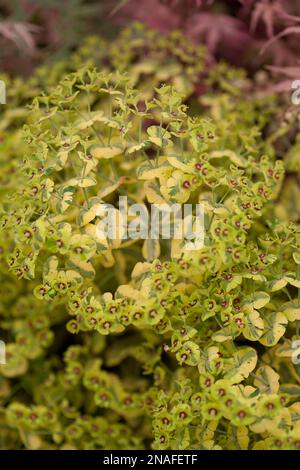 Euphorbia x Martini "Ascot Regenbogen" Stockfoto