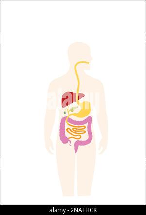Menschliche Verdauungssystem Stockfoto