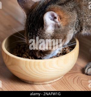 Schöne Katze, die in einer Schüssel isst. Tabby Kätzchen, das Essen aus einer weißen Schüssel auf Holzboden isst. Stockfoto
